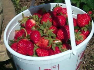 bucket of fresh strawberries u-pick strawberries at Fulton Farms