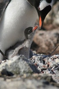 penguin mom and baby,penguin baby,pregnancy nesting