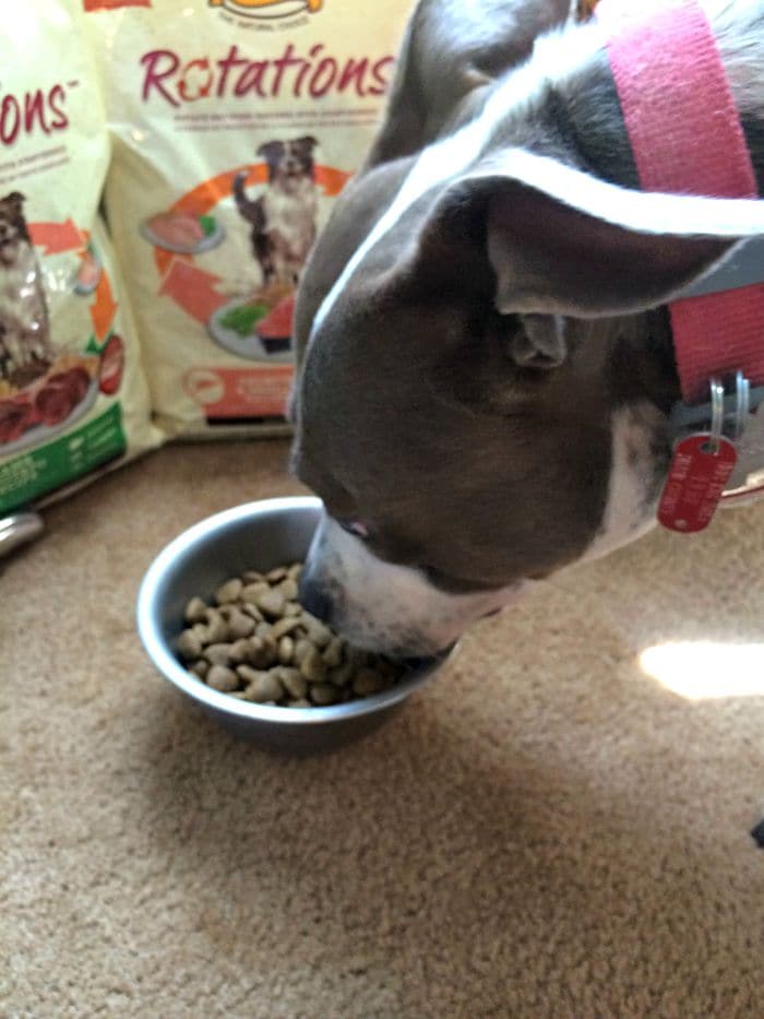 dog eating NUTRO™ ROTATIONS™